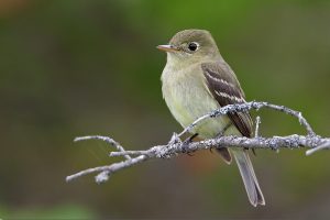 Yellow-bellied Flycatcher