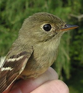 Yellow bellied Flycatcher Baby