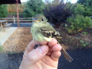 Yellow bellied Flycatcher Juvenile