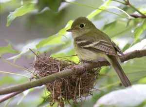 Yellow bellied Flycatcher Nest