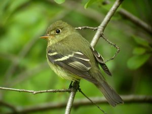 Yellow Bellied Flycatcher Photo