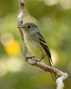 Yellow bellied Flycatcher Pictures