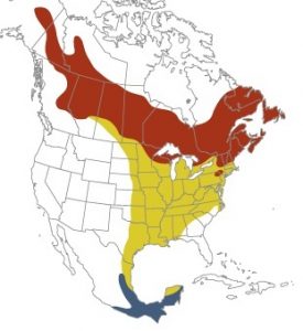 Yellow bellied Flycatcher Range