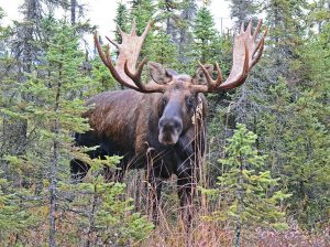 Alaska Bull Moose