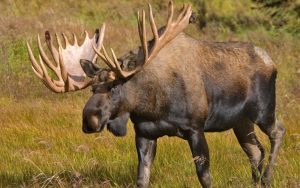 Alaska Moose