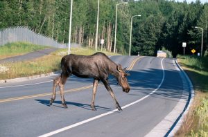 Alaska Moose Female