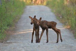  Alaska Baby Moose
