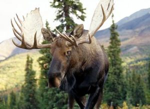 Alaskan Moose