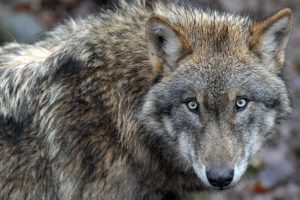 European Wolf
