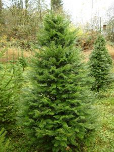 Grand Fir