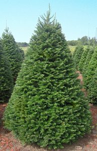 Grand Fir Christmas Tree