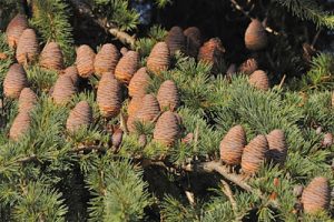 Grand Fir Cone