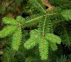 Grand Fir Needles
