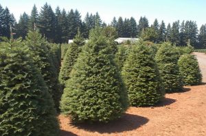 Grand Fir Pictures