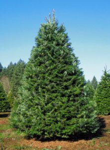 Grand Fir Tree