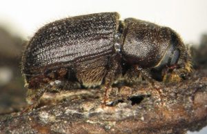 Mountain Pine Beetle