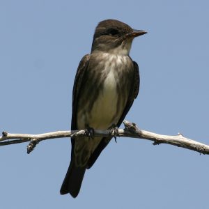 Olive Sided Flycatcher