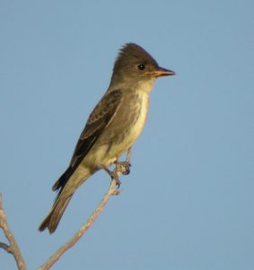 Olive Sided Flycatcher Bird