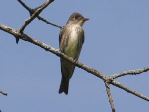 Olive Sided Flycatcher Images