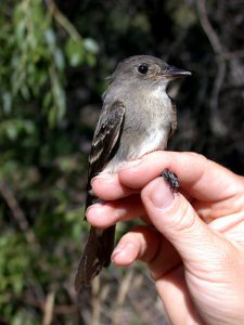 Olive Sided Flycatcher Juvenile