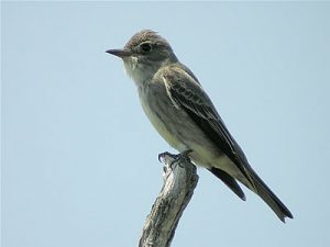 Olive Sided Flycatcher Photos