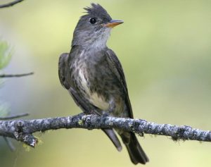 Olive Sided Flycatcher Pictures