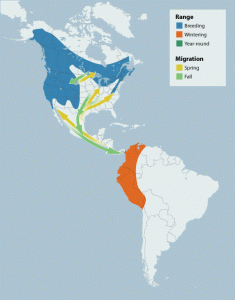 Olive Sided Flycatcher Range Map