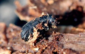 Pine Bark Beetle