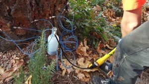 Pine Bark Beetle Control