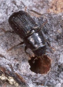 Pine Beetle