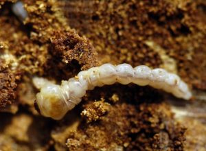 Pine Beetle Larvae