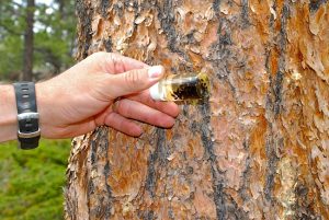 Pine Beetle Pictures