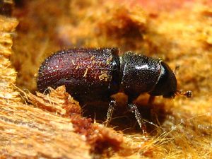 Pine Borer Beetles