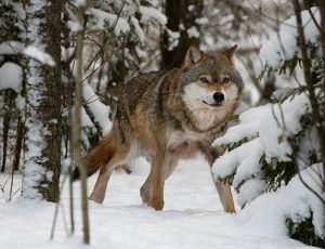 Russian Wolf
