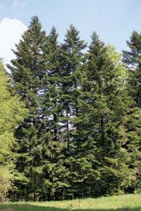 Silver Fir