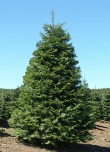 Silver Fir Tree