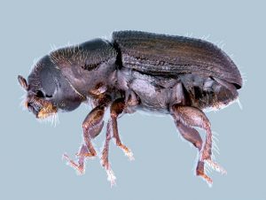 Southern Pine Beetle
