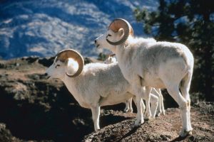 Alaskan Dall Sheep