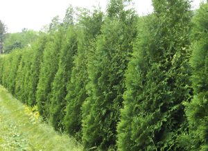American Arborvitae