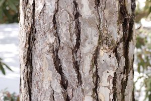 Austrian Pine Bark