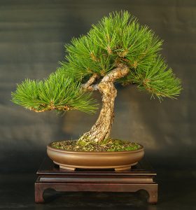 Austrian Pine Bonsai