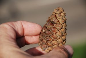 Austrian Pine Cone
