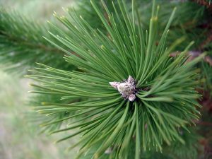 Austrian Pine Needles