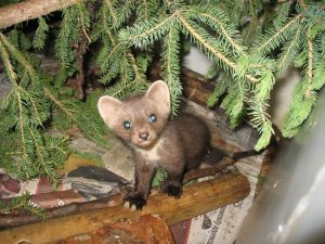 Baby Pine Marten