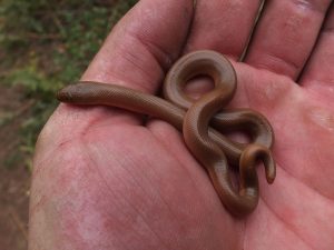 Baby Rubber Boa