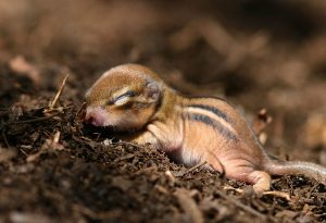 Baby Siberian Chipmunk