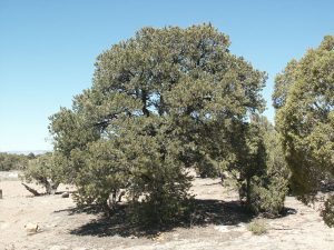 Colorado Pinyon Pine