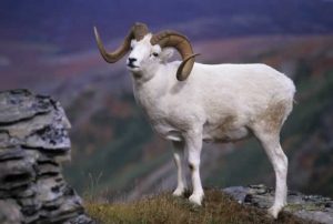 Dall Sheep