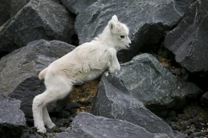 Dall Sheep Baby
