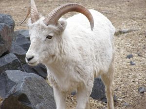 Dall Sheep Female